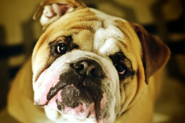 沮丧的英国斗牛犬图片下载