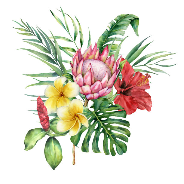 水彩画热带花和叶花束。手绘protea，木槿和鸡蛋花孤立在白色背景。自然植物插图设计，印刷。现实的微妙的植物。图片下载