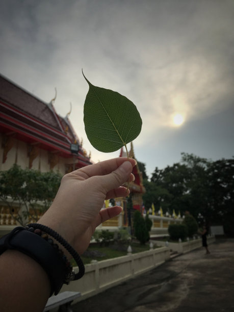 菩提叶以女性手刹为背景。手捧菩提树叶在寺院佛日，阴天，低光。图片下载