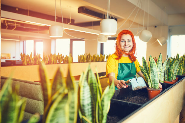在办公室里照料鲜花的园丁女孩图片下载