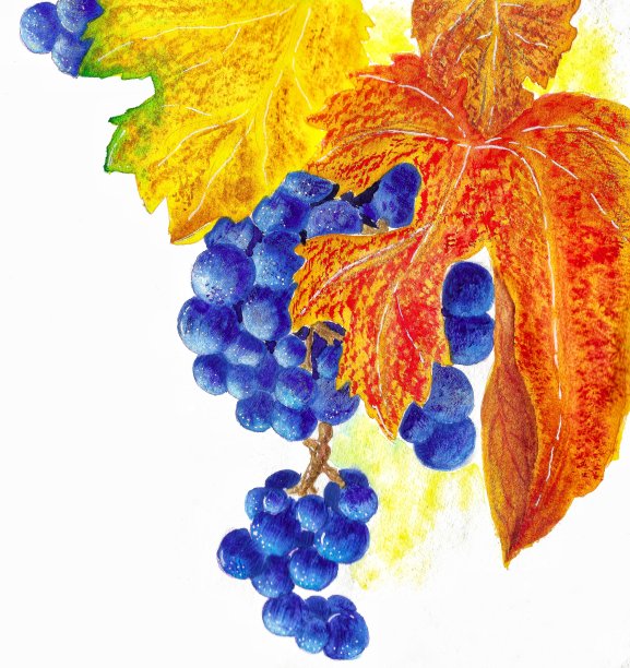 葡萄图片下载