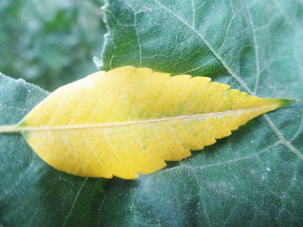 绿叶和植物，美丽的大自然图片下载
