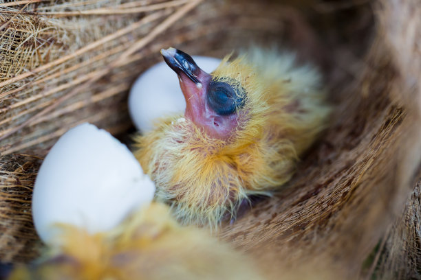 窝里的小鸽子图片下载