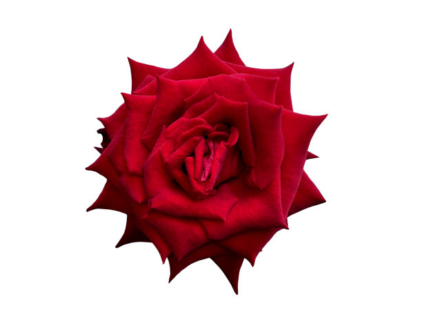 美丽的红玫瑰盛开在白色的背景上图片下载