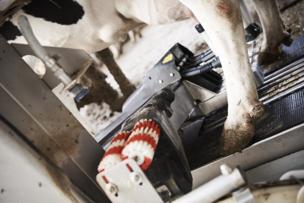 牛棚里的奶牛图片下载