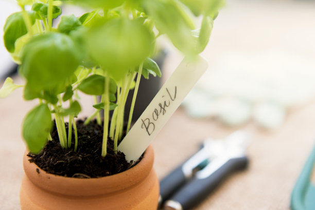 罗勒在锅图片下载