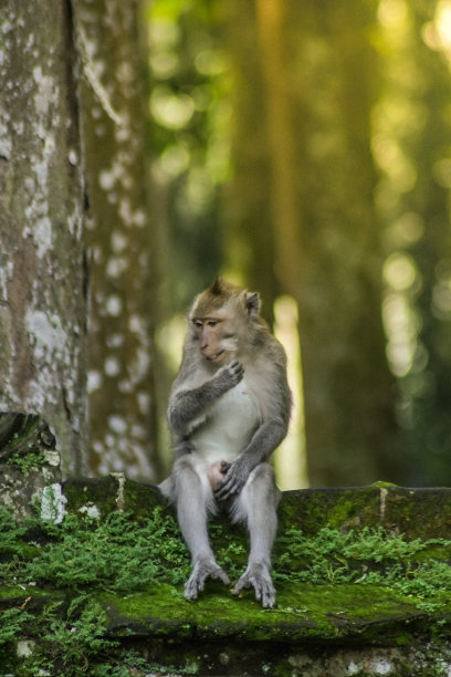 热带野生猴子图片下载