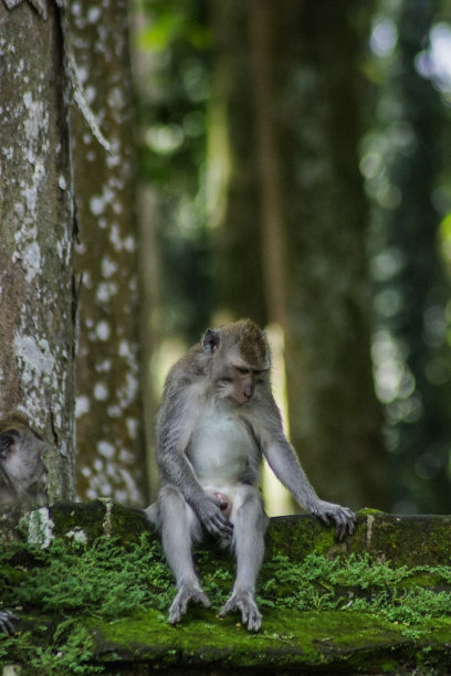 热带野生猴子图片下载