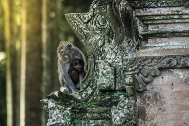 热带野生猴子图片下载