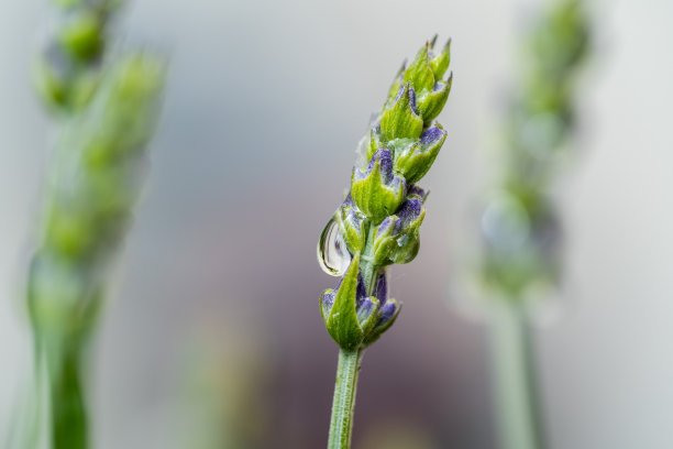 小雨打在薰衣草图片下载