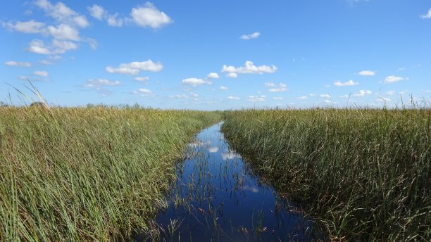 佛罗里达大沼泽地的草和河景图片下载