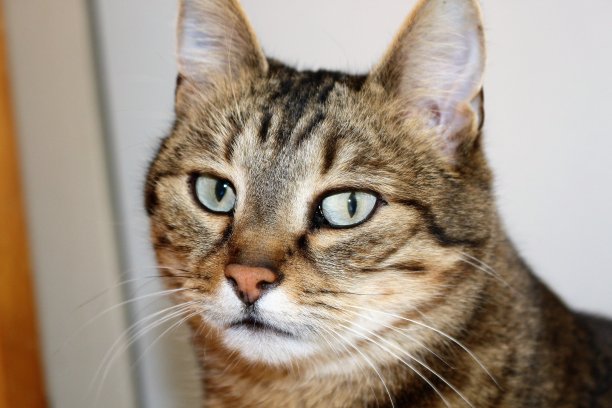 猫，狗，自然2017图片下载