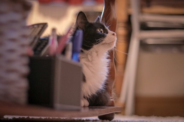 猫的影子图片下载