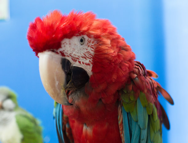 大ara的特写图片下载