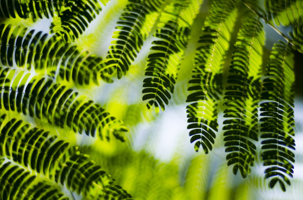 合欢树近景与背光图片下载