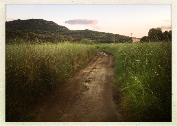 穿过灌木丛的小径图片下载