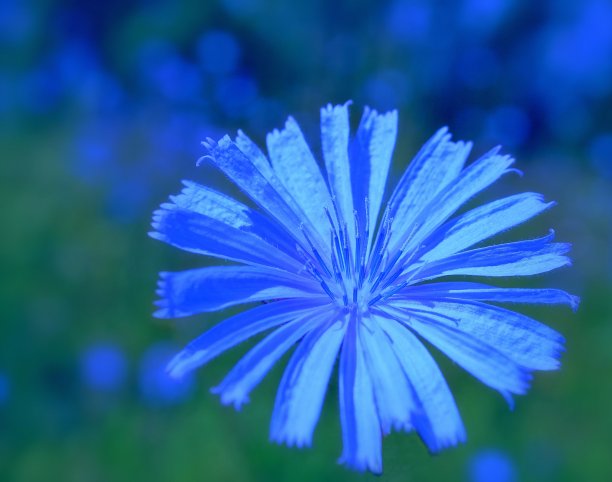 在明亮的蓝色散焦背景上的一个蓝色菊苣的宏伟特写图片下载