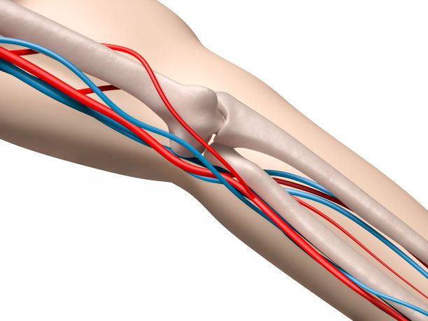 肘部骨骼和循环图片下载