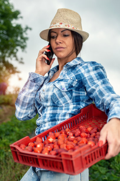 在草莓种植园工作的女人图片下载