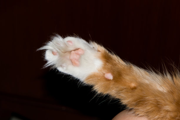 猫爪特写图片下载