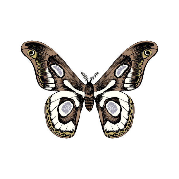 手绘黑白蝴蝶图片下载