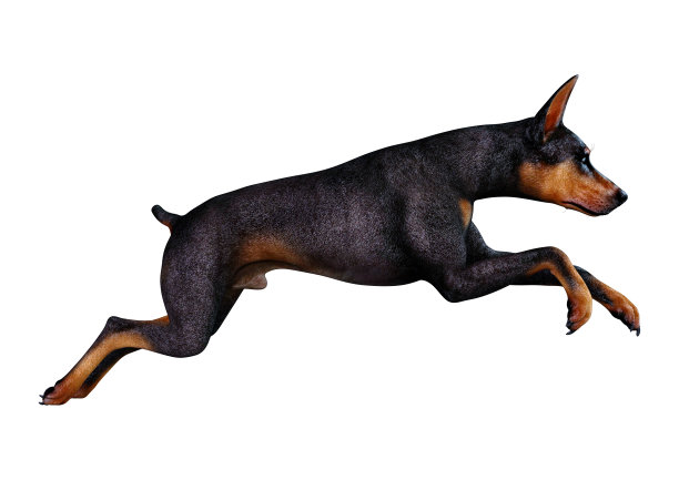 3D插图黑色杜宾犬在白色图片下载