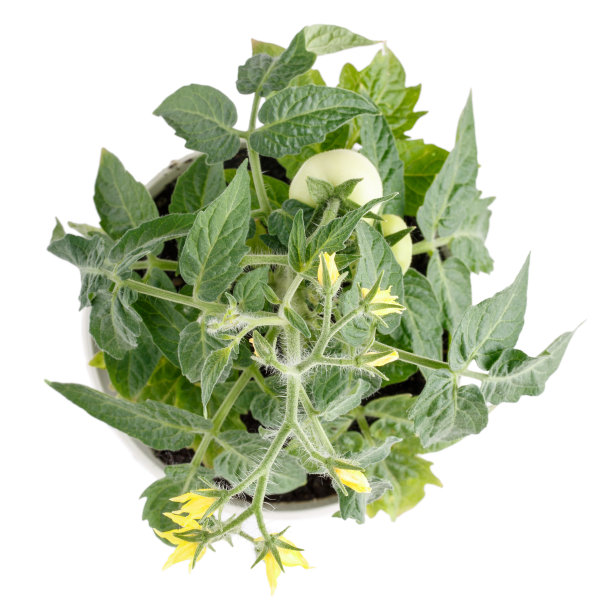 小灌木的圣女果生长在花盆中。家庭栽培的盆栽番茄孤立在白色。前视图。图片下载