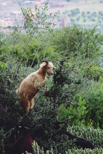 摩洛哥的爬树山羊图片下载