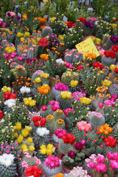 很多仙人掌出售图片下载