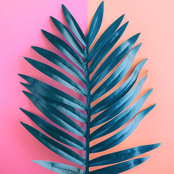 热带叶、叶植物近距离彩色复制空间背景。自然和夏季概念的想法图片下载