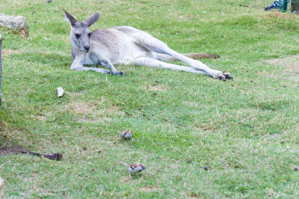 野生灰袋鼠休息图片下载