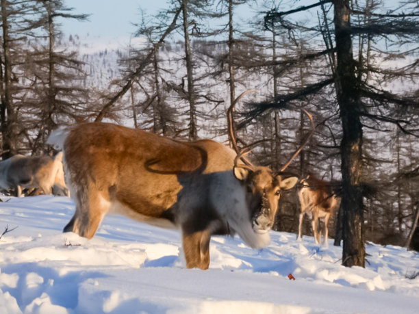 放牧一群驯鹿的牧场图片下载