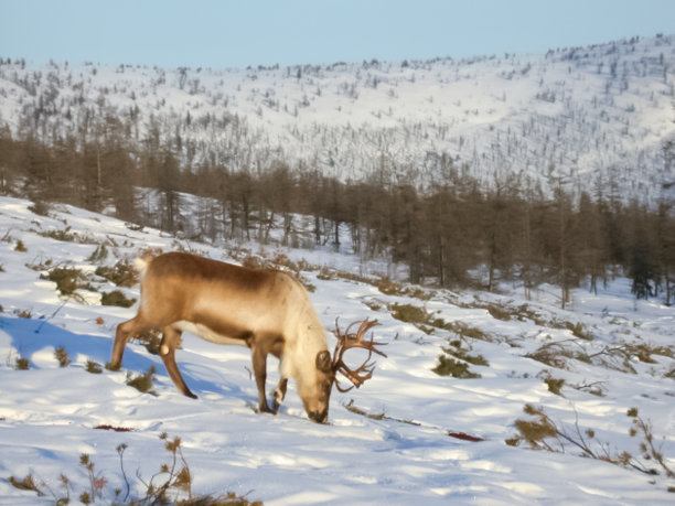 放牧一群驯鹿的牧场图片下载