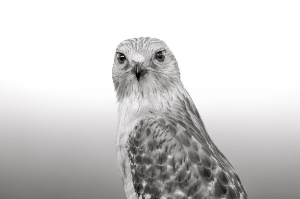 黑鹰和白鹰肖像图片下载