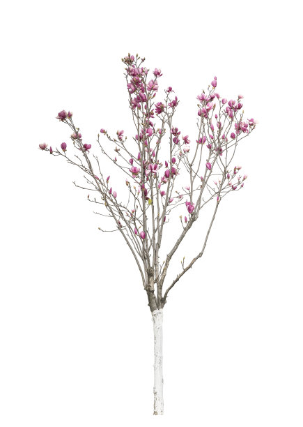 玉兰花图片下载