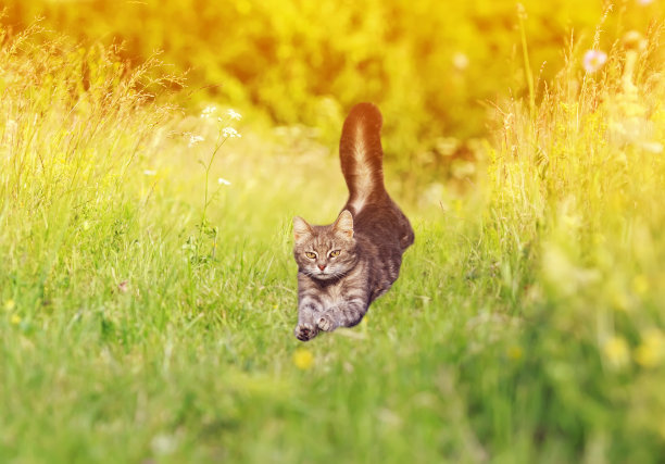 在一个阳光明媚的春日，一只年轻的条纹猫优雅地跑过一个有花的绿色明亮的草地图片下载