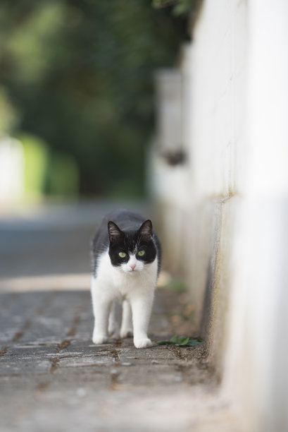 沿着墙走的猫图片下载
