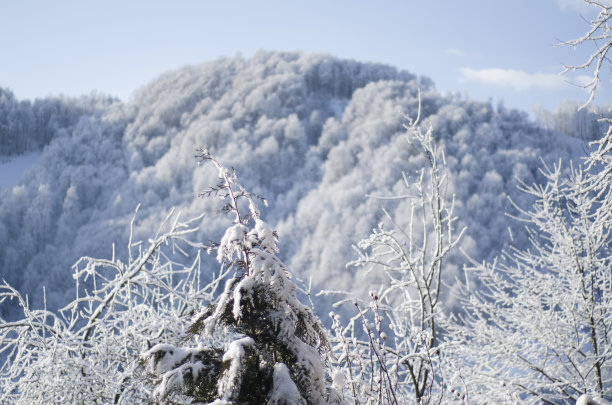 雪景和积雪覆盖的树木图片下载