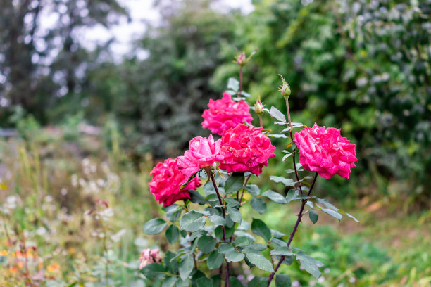 粉红色的玫瑰花在公园的后院花园在夏天与红色粉红色鲜艳生动的花朵近距离上的灌木图片下载