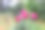 粉红色的玫瑰花在公园的后院花园在夏天与红色粉红色鲜艳生动的花朵近距离上的灌木图片下载
