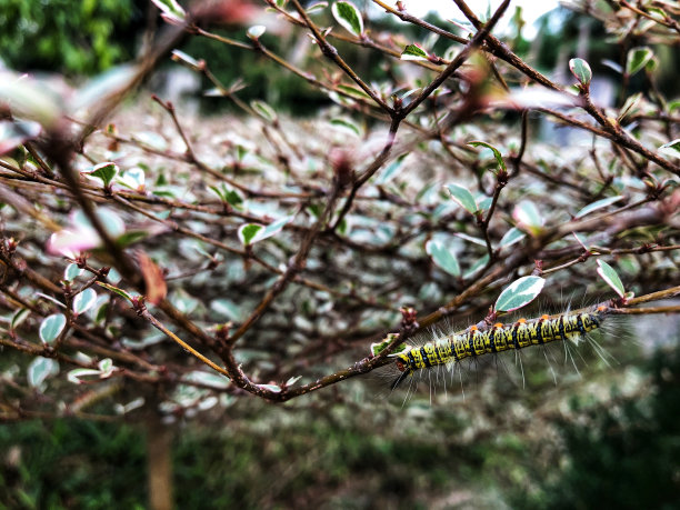毛毛虫正在后院吃树叶。蝴蝶的诞生。大自然蝴蝶的生命周期。图片下载