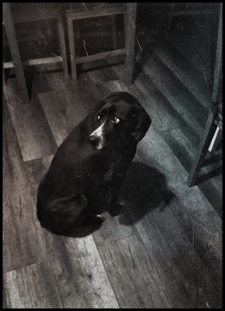 咖啡店里的流浪狗的单色视图图片下载