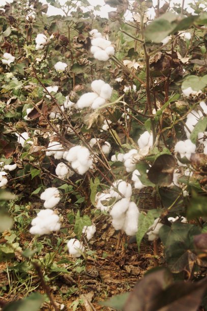 棉花田图片下载