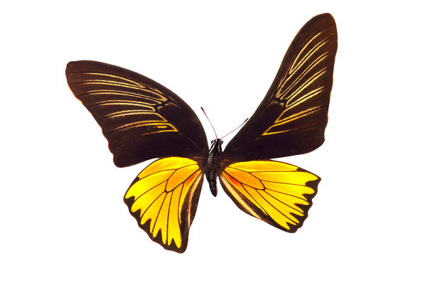 美丽的蝴蝶，有着棕色和金色的翅膀。在白色背景上隔离图片下载