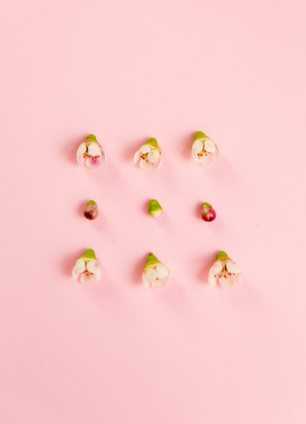 彩色背景上的花朵图片下载