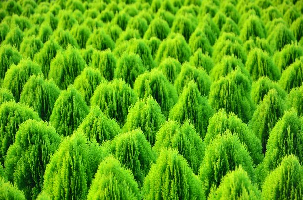 backround自然图片下载