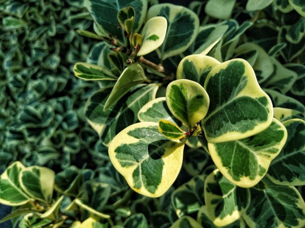 叶子的背景。图片下载