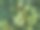 叶子的背景。图片下载
