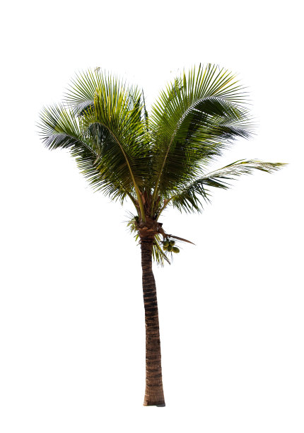 椰子树。图片下载