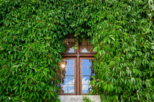 窗户和绿色的常春藤墙图片下载